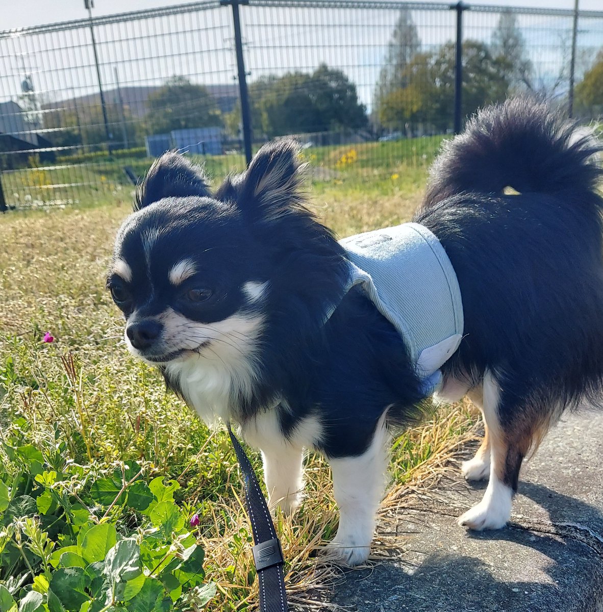 チワワのちぃたん🐶 tweet media