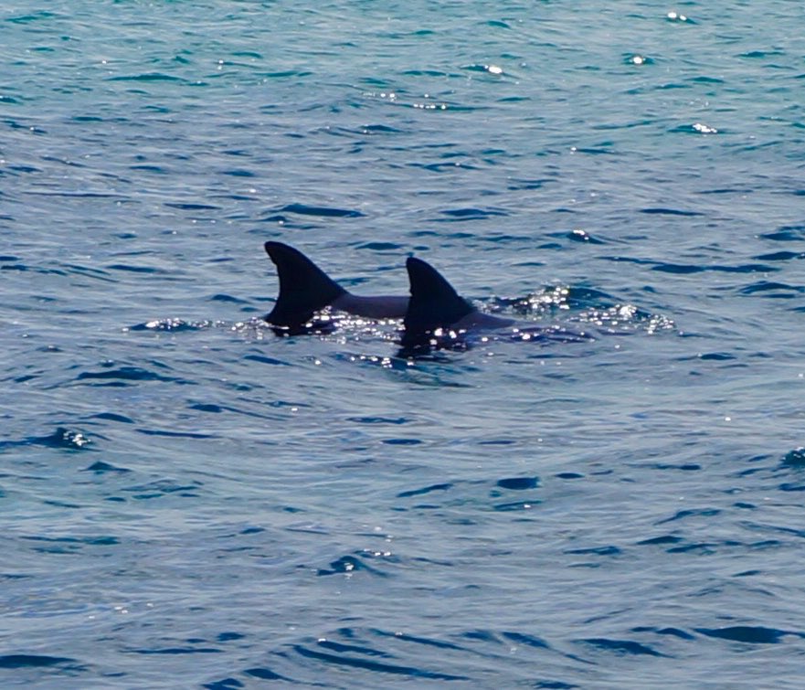 Rex 🦭 tweet media