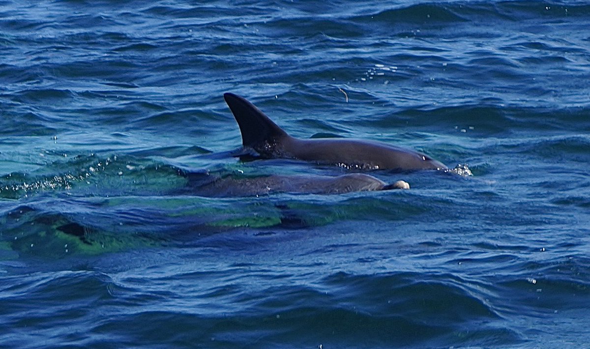 Rex 🦭 tweet media