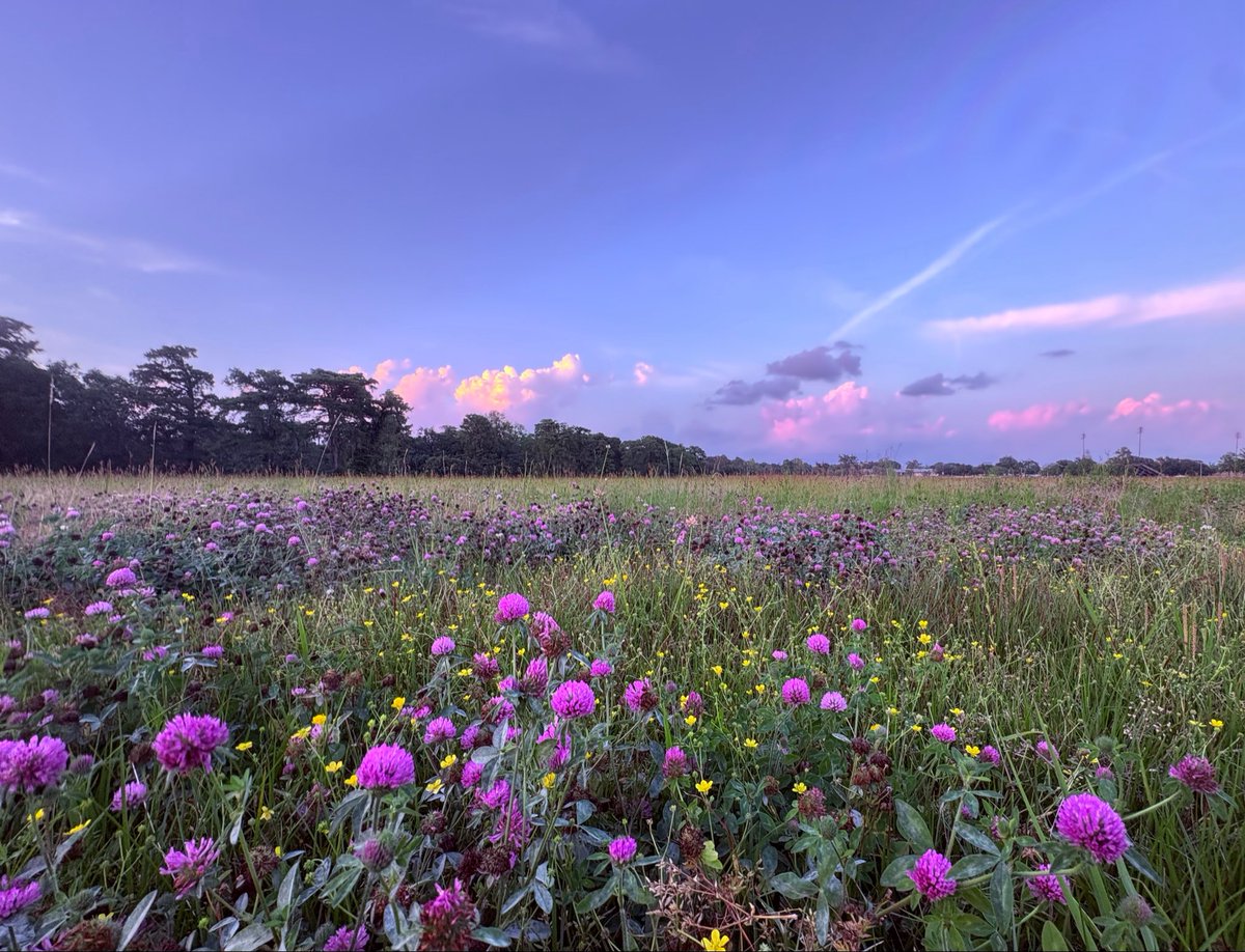 starryseauxl's tweet image. support your local #pollinators