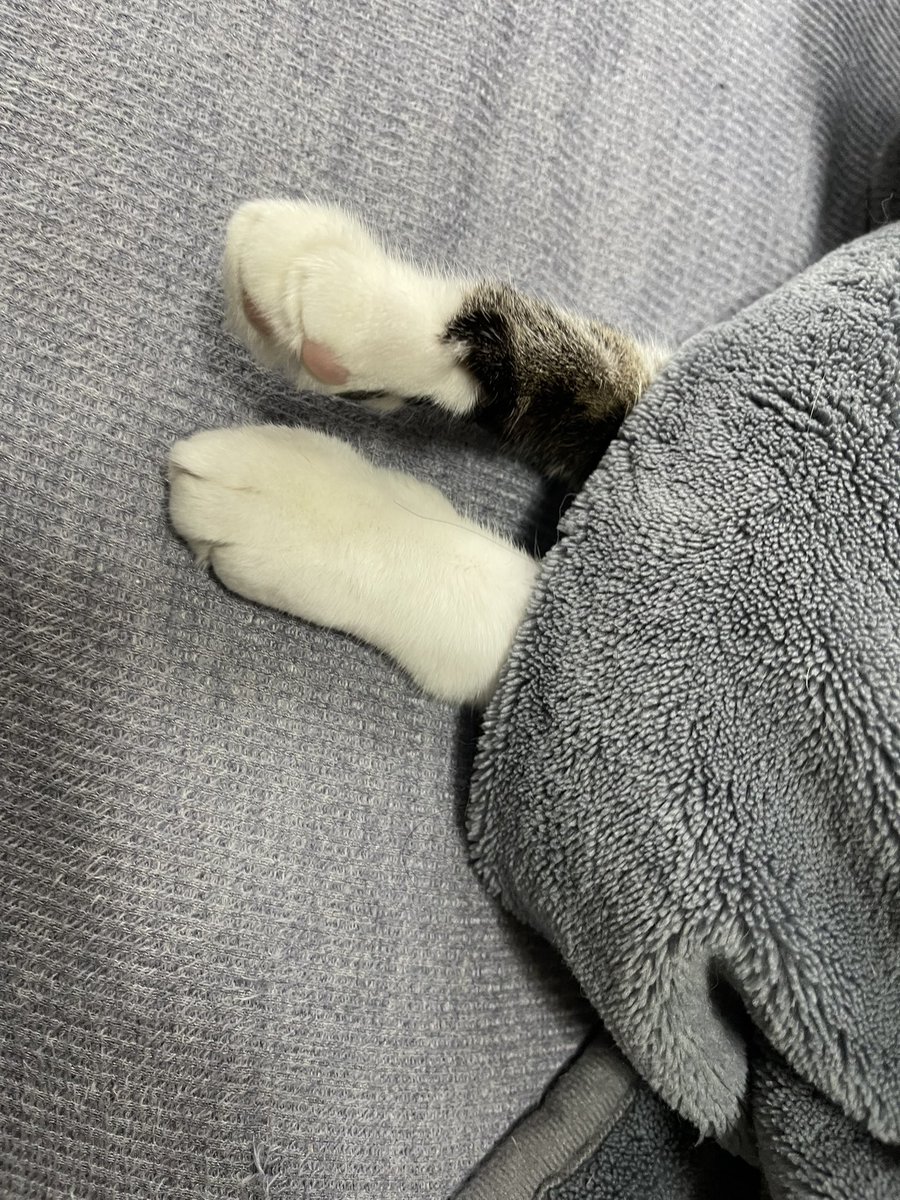 飼い主はこれから病院に行かなきゃならないのにヌクヌク毛布の中で見送りもしない猫。
（この毛布から出ている前足さえ俺用ではなく足伸ばして寝る癖があるだけ）

お前普段、俺が帰宅しただけで死ぬ程撫でられる迄ニャーニャー鳴いたり夜の寝床は俺の上だったりで俺LOVEなはずじゃないんかい。