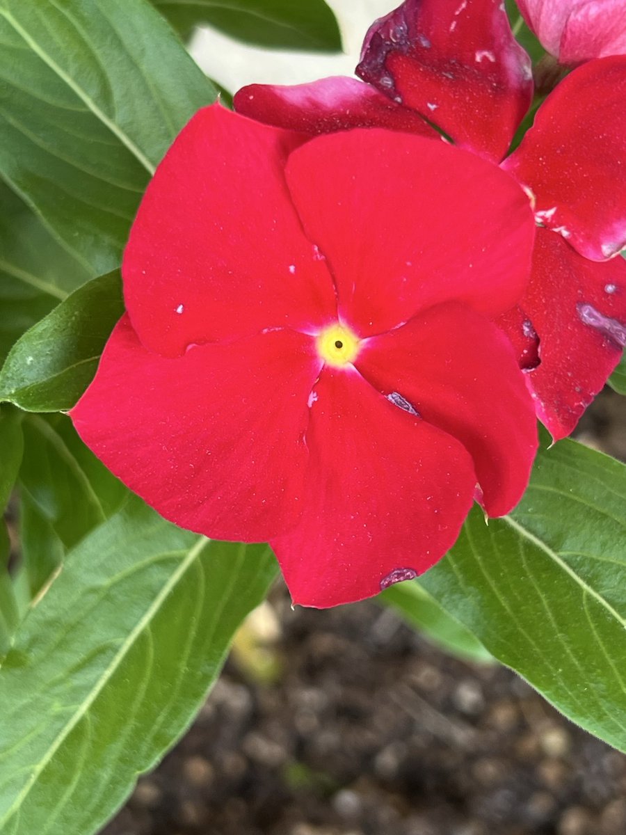 elguerolanchero's tweet image. I’m visiting a friend and capture these 
#flowers #colors