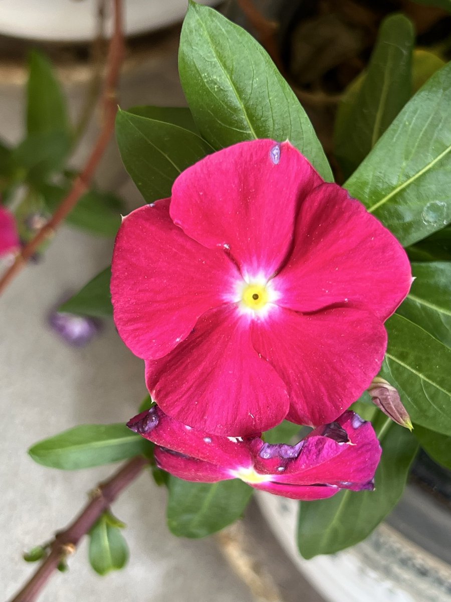 elguerolanchero's tweet image. I’m visiting a friend and capture these 
#flowers #colors