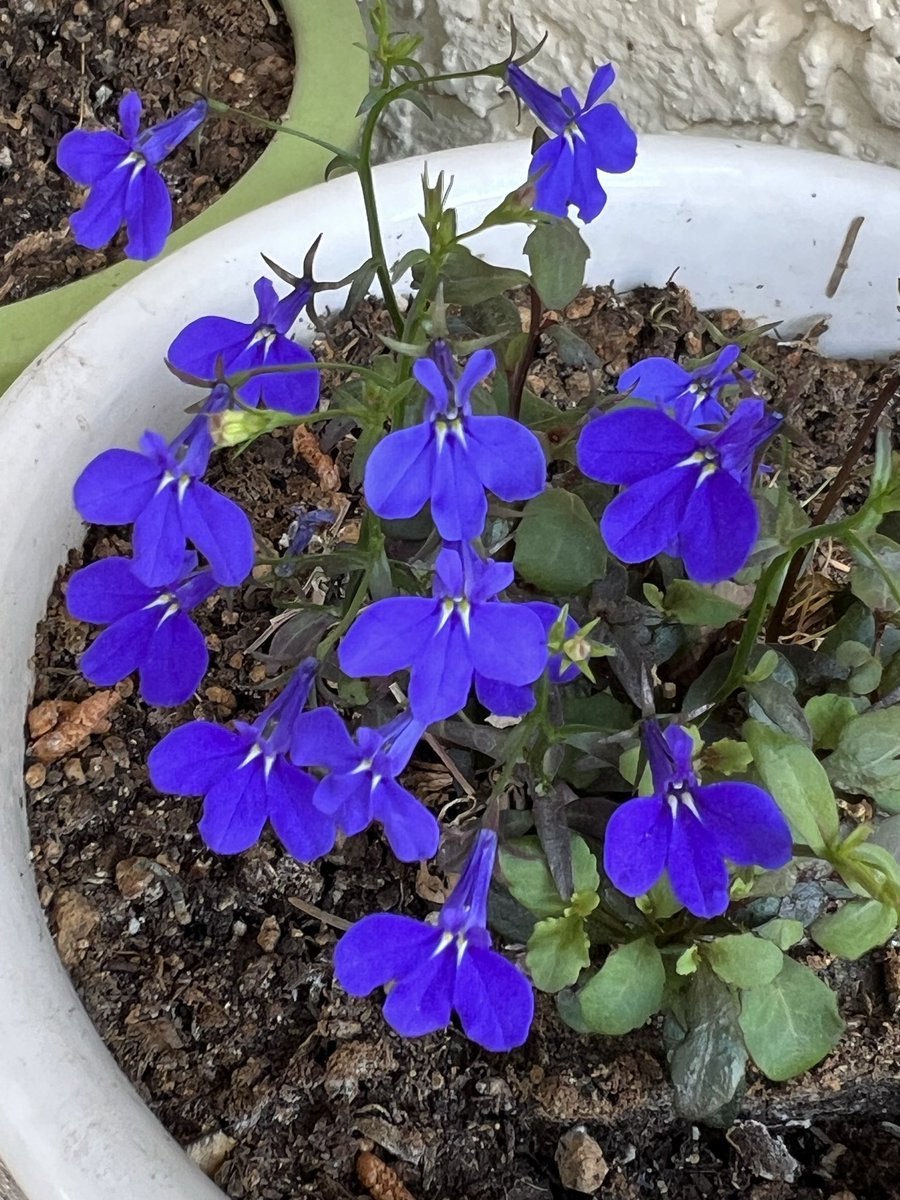 elguerolanchero's tweet image. I’m visiting a friend and capture these 
#flowers #colors