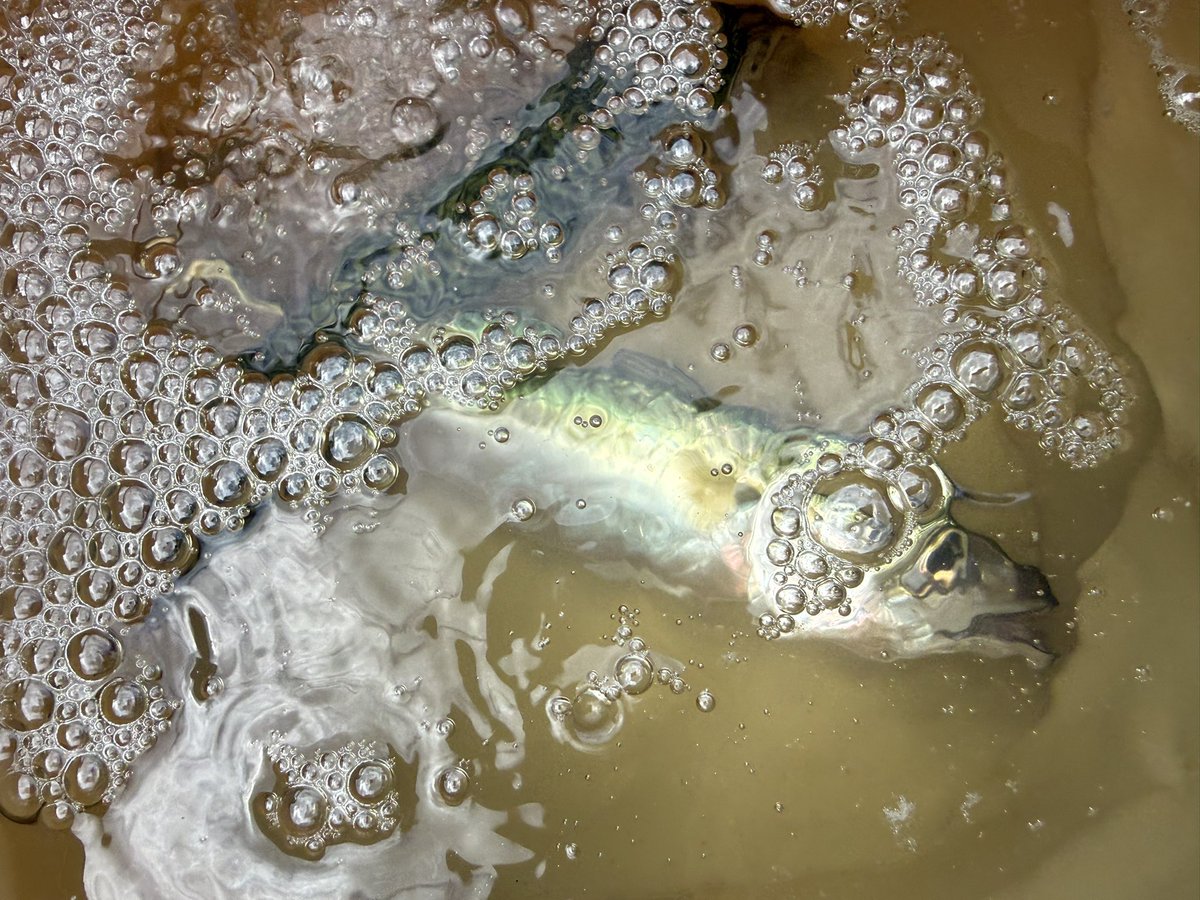 蟒蛇 核_こあ_@人狼なんでもする tweet media