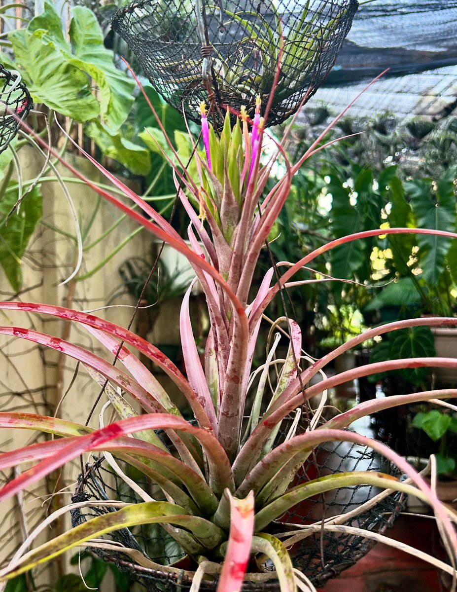 PlantChaser tweet media