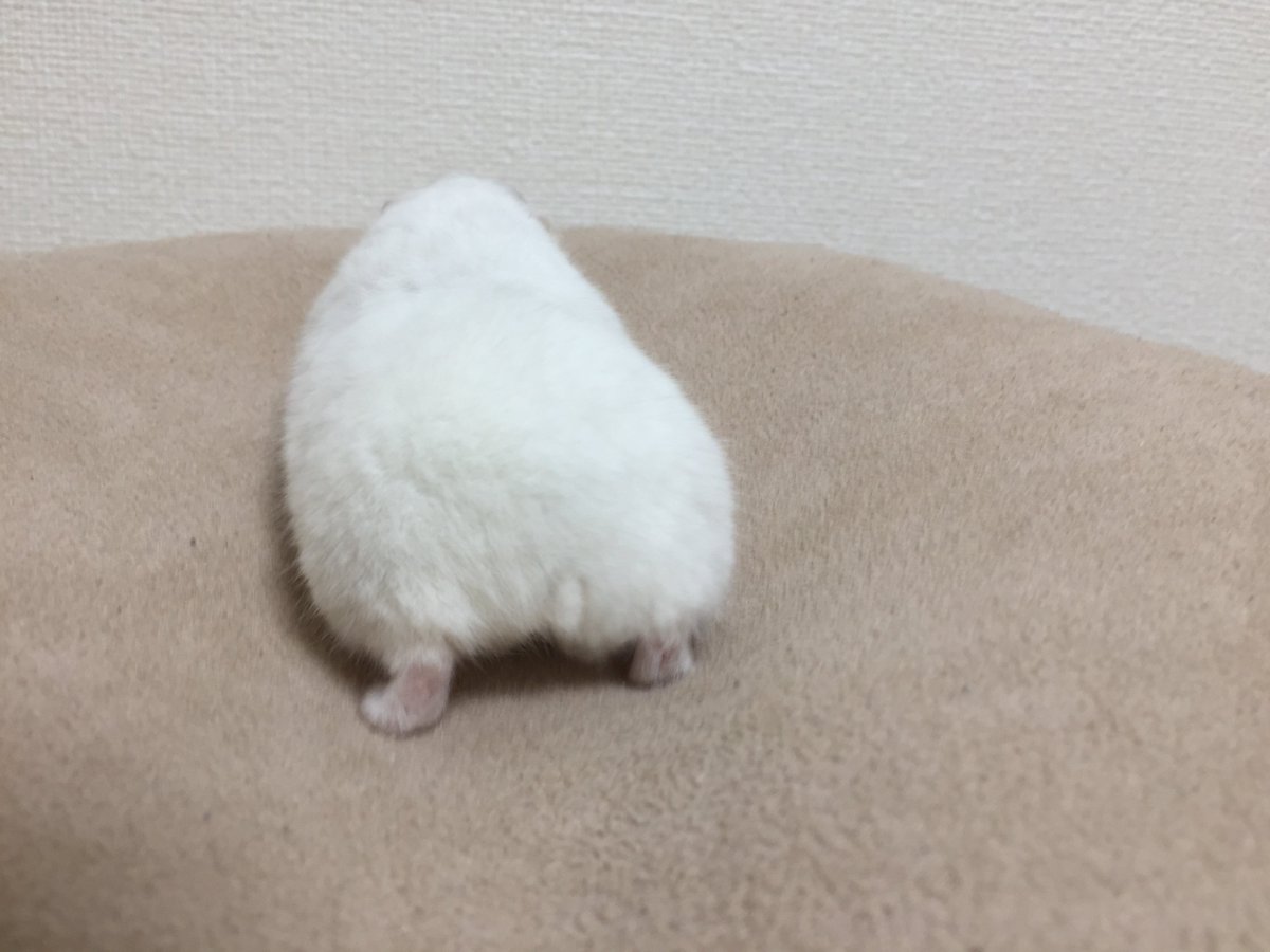 ぴっぴ tweet media