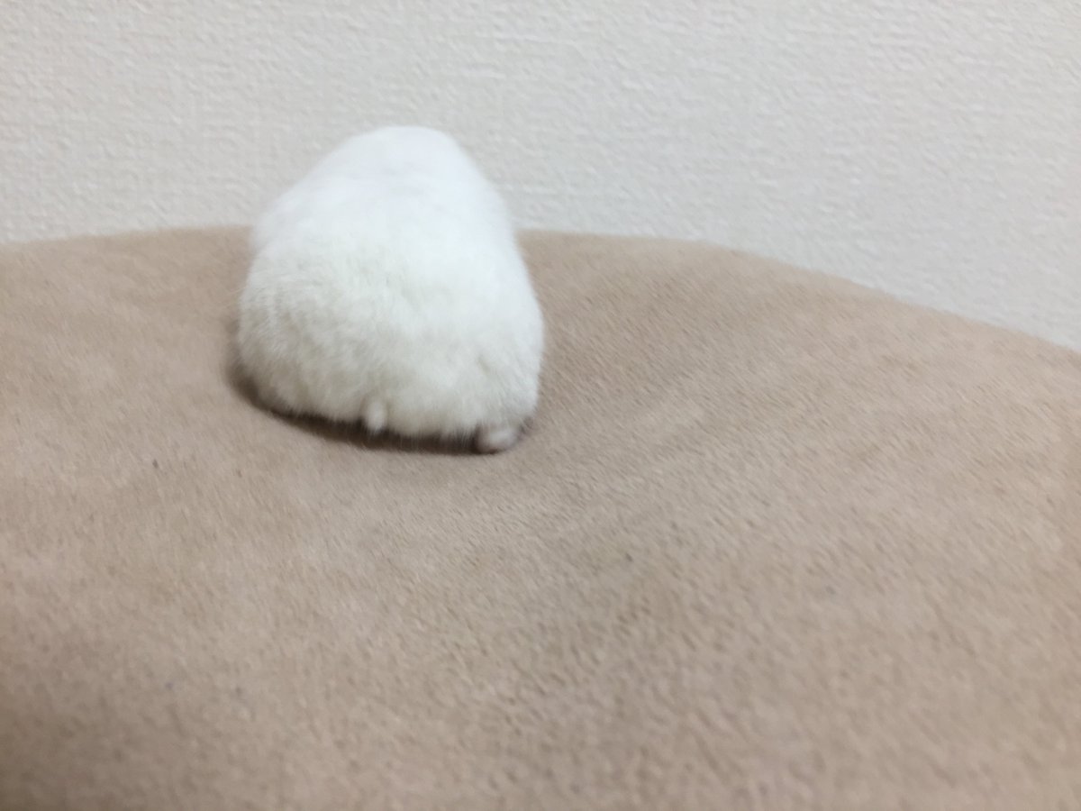 ぴっぴ tweet media