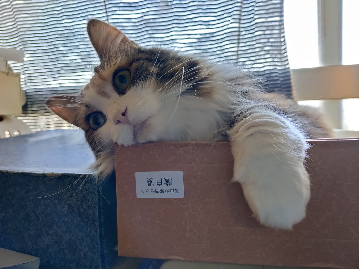 はるさめシャーク tweet media