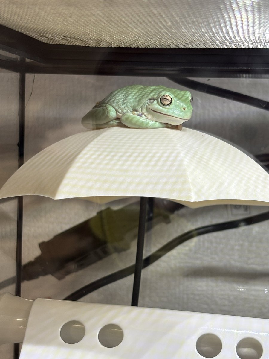 いきものたのしい🐸 tweet media