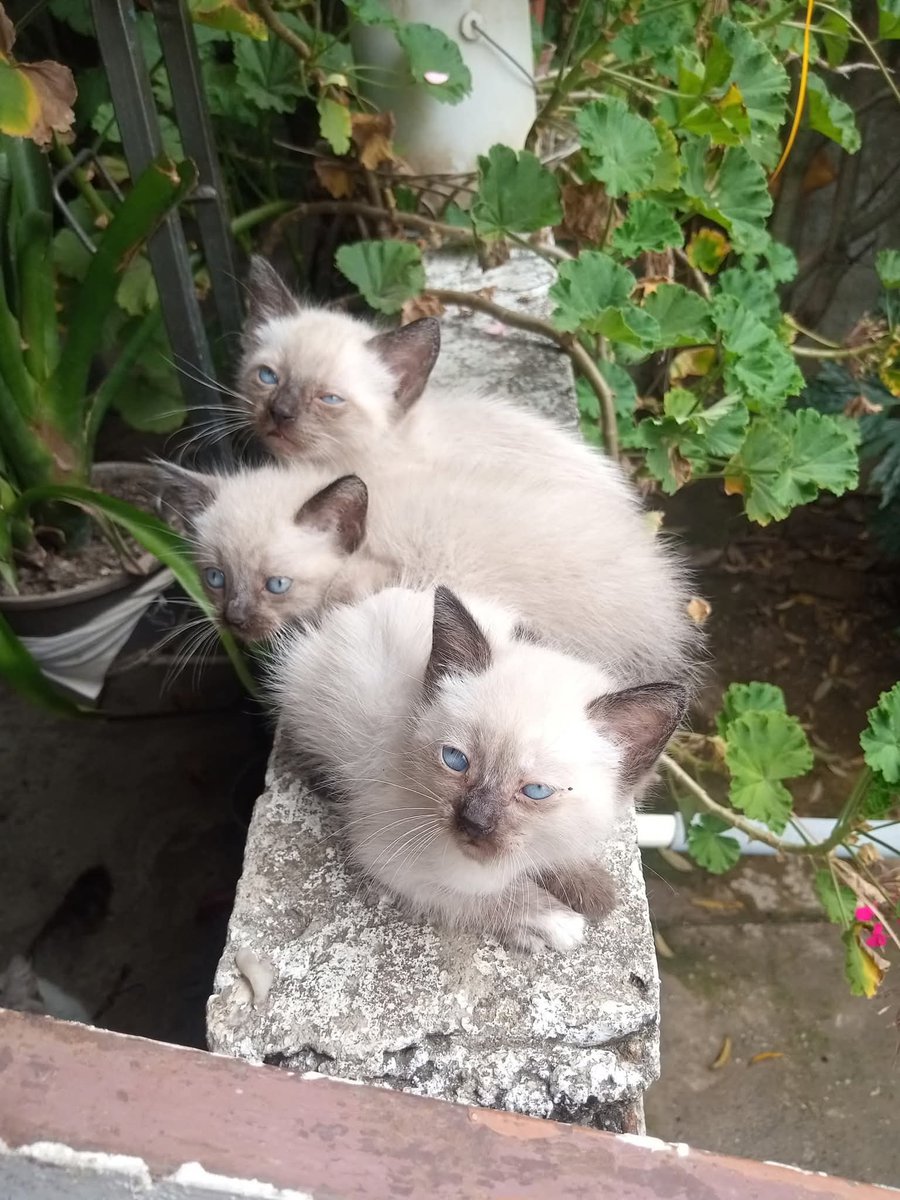 +58 424-2772796 Gatitos en adopción. Ruiz Pineda, Caricuao. Caracas.