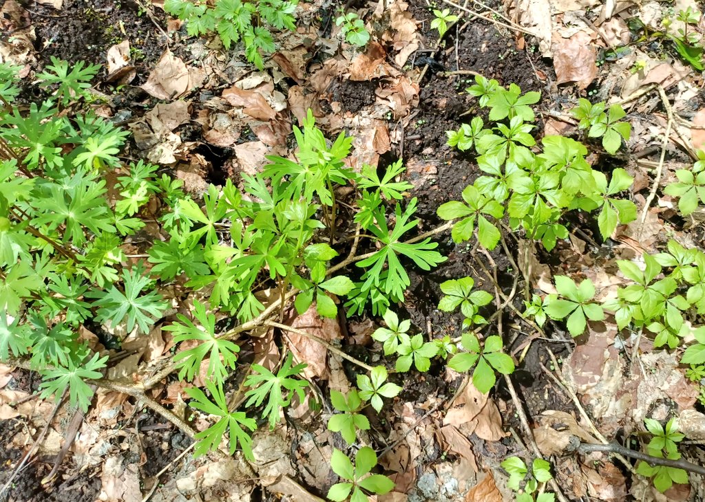 のん🍀365日野草生活®️ tweet media