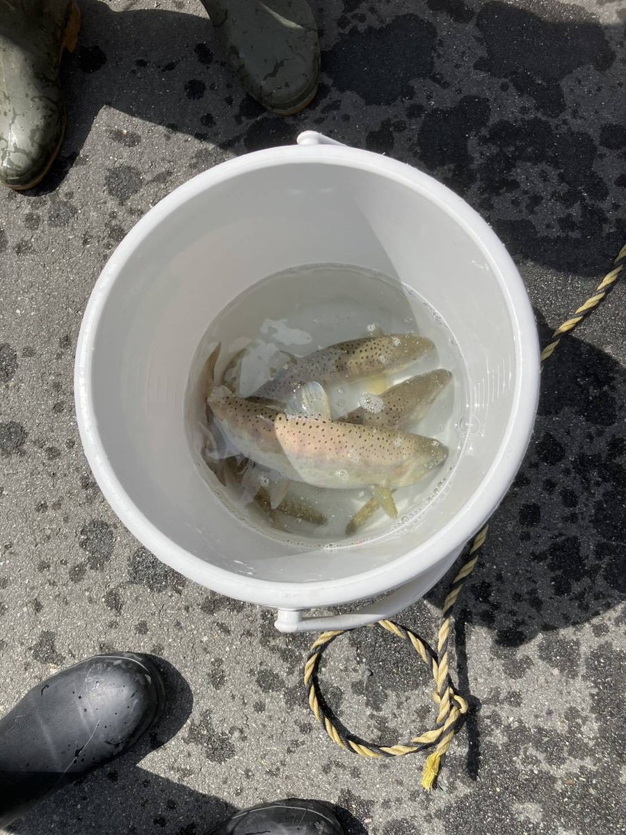 【放流情報】兵庫県 寺前漁協

2026.4.25
小田原川で放流しました🐟

ぜひお越しください！

★寺前漁協の遊漁券はフィッシュパスでもご購入いただけます！
fishpass.co.jp/shop/searchPro…