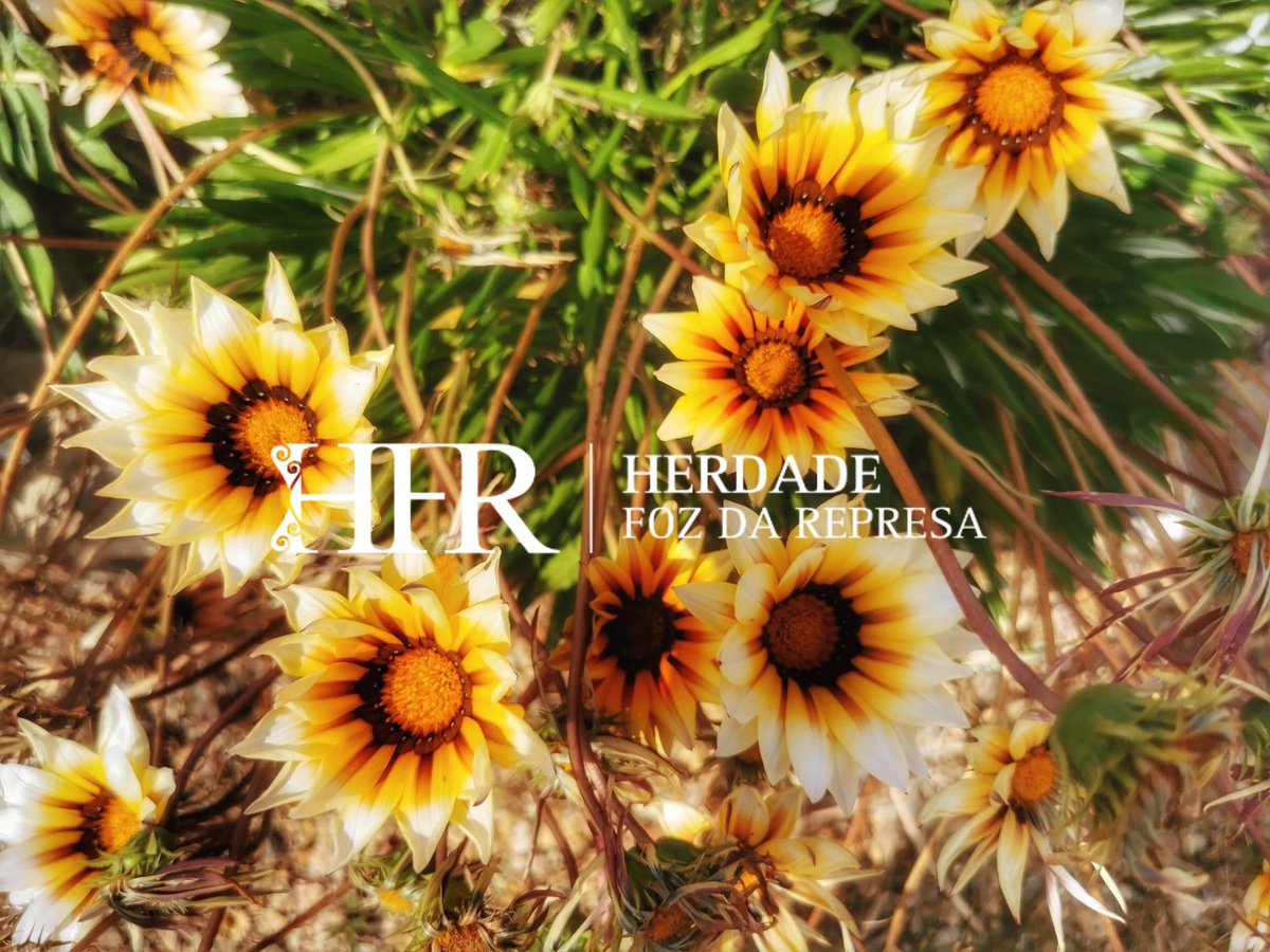 HerdadeFozdaRep's tweet image. Located in a picturesque spot surrounded by lush gardens and a charming terrace, HFR offers a wine experience rooted in beauty and tranquility

Discover the perfect blend of luxury and privacy at HFR Wine Experiences

#Alentejo 
#WineTasting