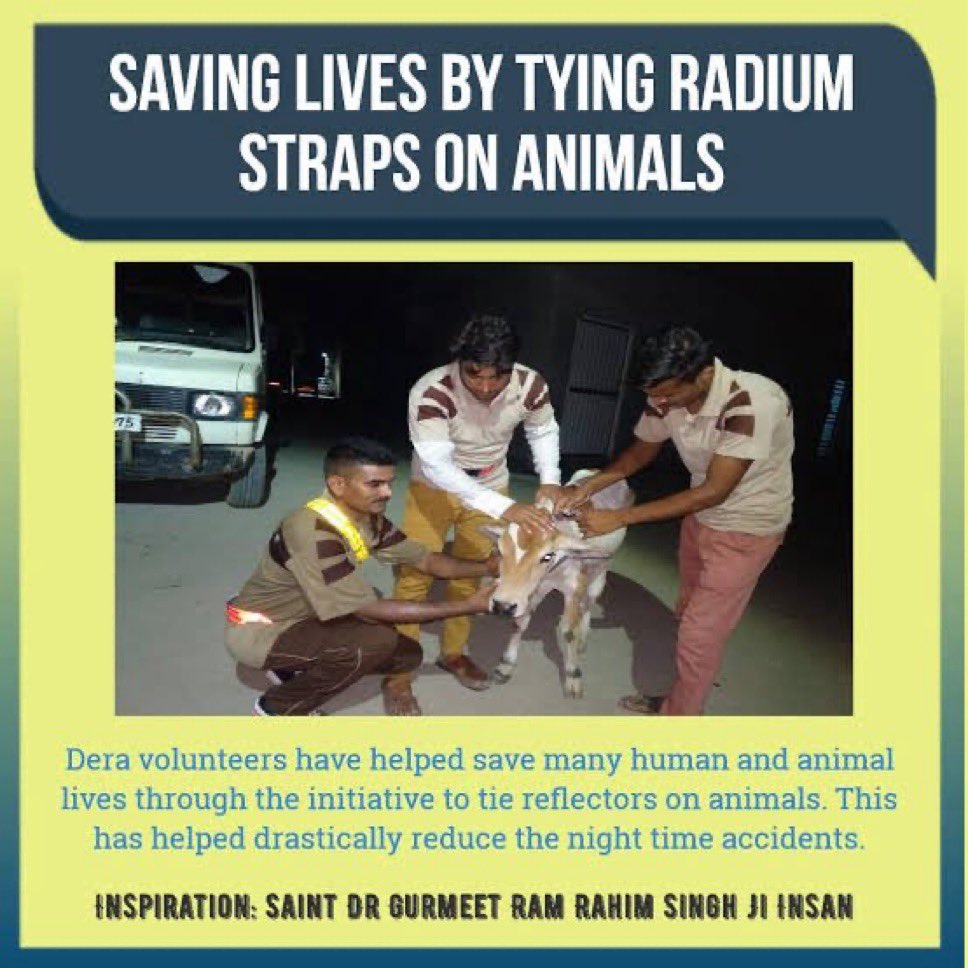insanooo7's tweet image. Reflector belts can be tied around the necks of stray animals to protect them from road accidents at night. Animals cannot speak,so it is our responsibility to take care of them. Inspired by Saint Gurmeet Ram Rahim Ji, followers constantly perform various #AnimalWelfare tasks.