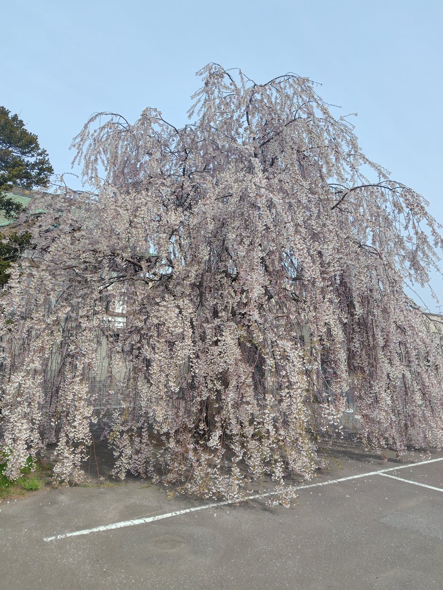 お兄ちゃん【旧式】 tweet media