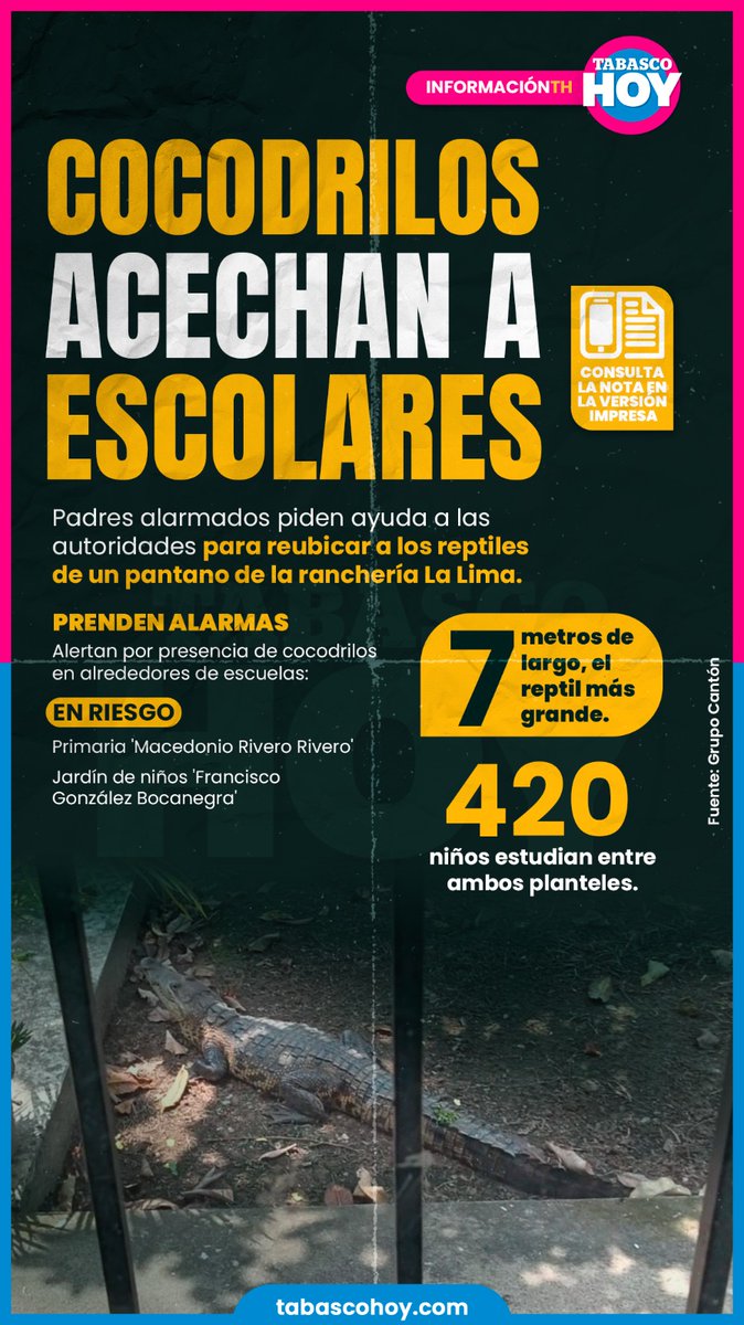 TabascoHOY's tweet photo. #Infografía📌| Cocodrilos acechan a escolares
Padres alarmados piden ayuda a las autoridades para reubicar a los reptiles de un pantano del fraccionamiento. En peligro 420 menores.
#NotaCompleta: 👇
https://t.co/Muc7vuPaTG https://t.co/4Llqz2L85b