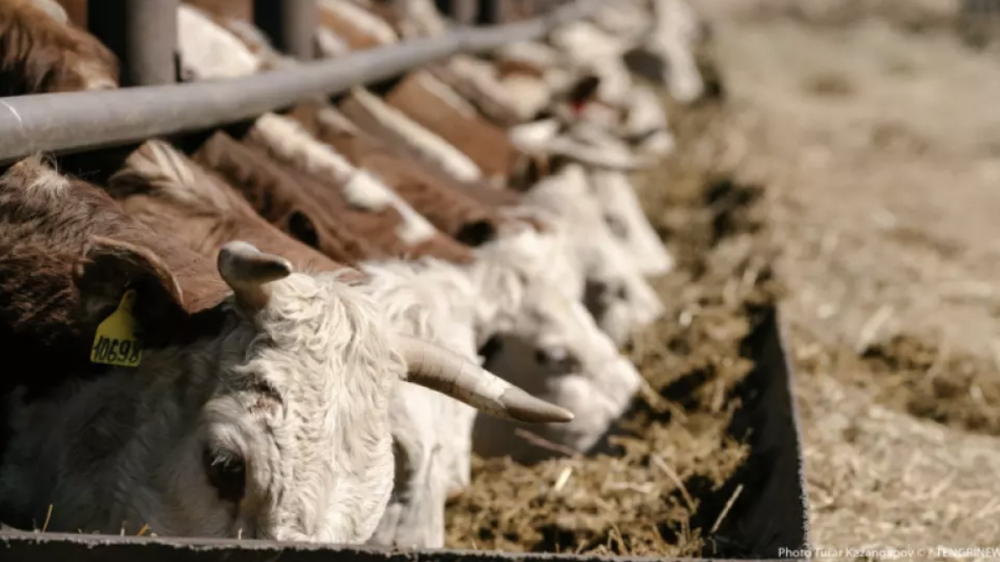 Tengrinews tweet media