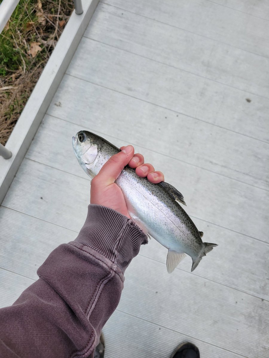sethsobroke's tweet photo. Fish spread https://t.co/URmrICHOI2