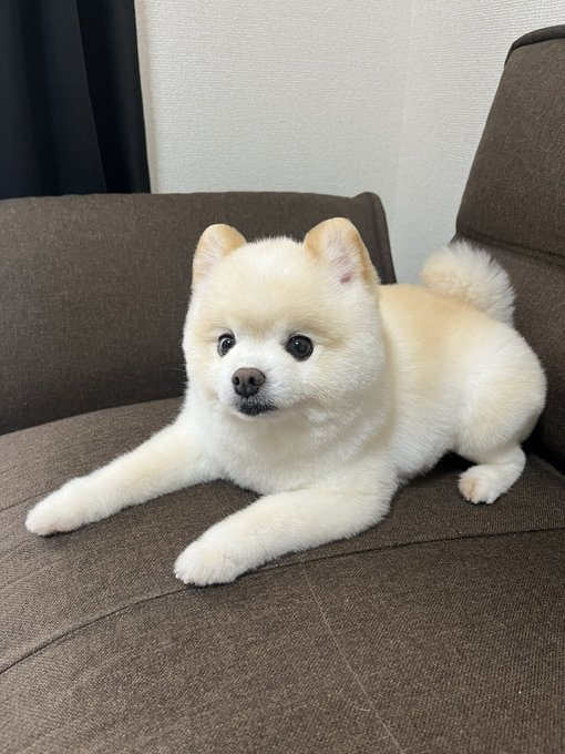 miriko0708's tweet photo. ふわふわのポメラニアンがソファで可愛く、こっちを見てる姿がたまらないです🐶 https://t.co/woVO9IPhUZ