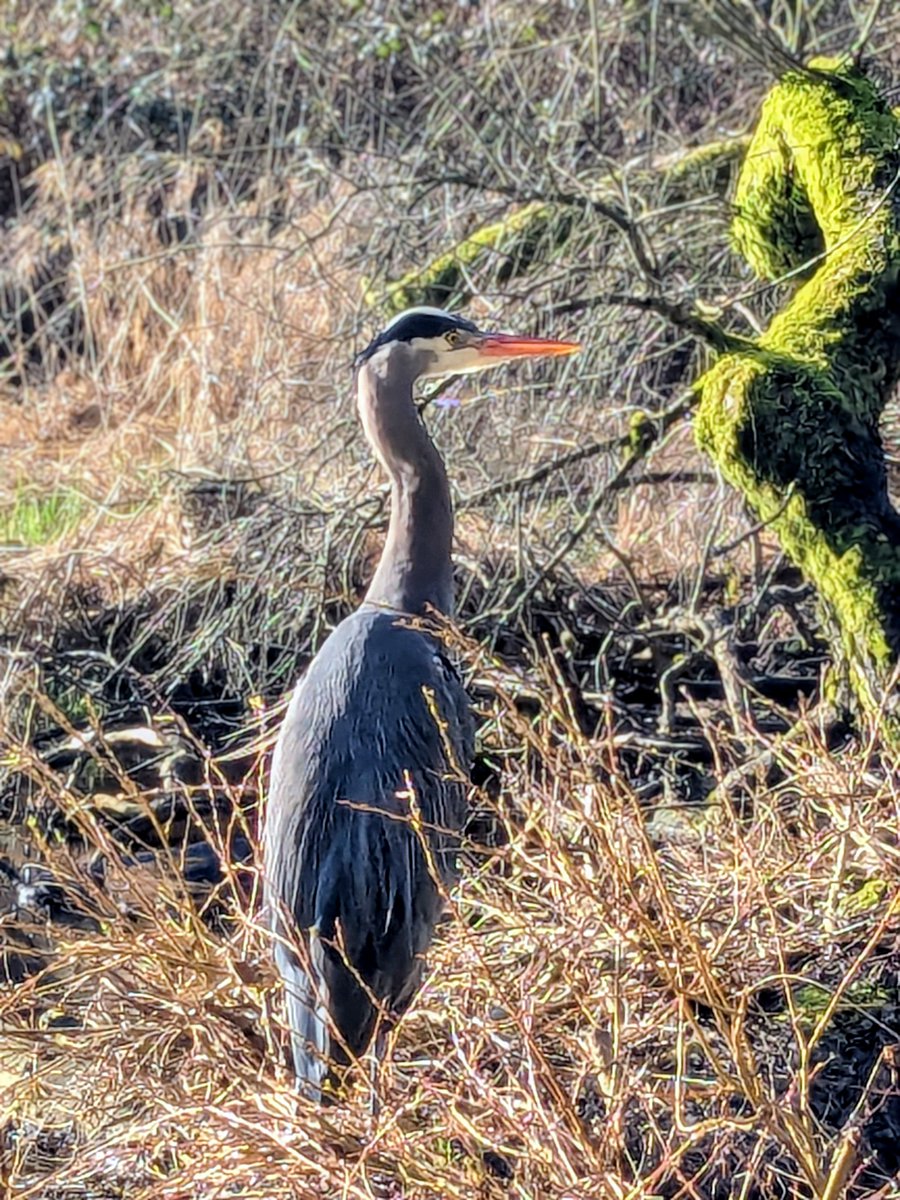 gayathri_s's tweet image. #blue heron #vancouver #birds