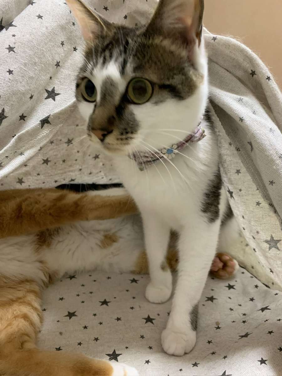 ㍿木村刃物製作所【V.ROAD】✂️🔪刃物の町岐阜県関市 tweet media