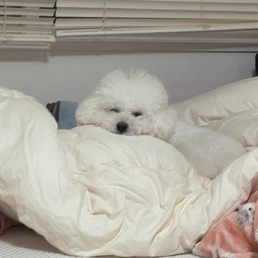 apo_ro0923's tweet photo. お寝ぼけ𝒅𝒐𝒈 🐶𝑩𝒊𝒈 𝑳𝒐𝒗𝒆____😴 https://t.co/i9mWay72nq