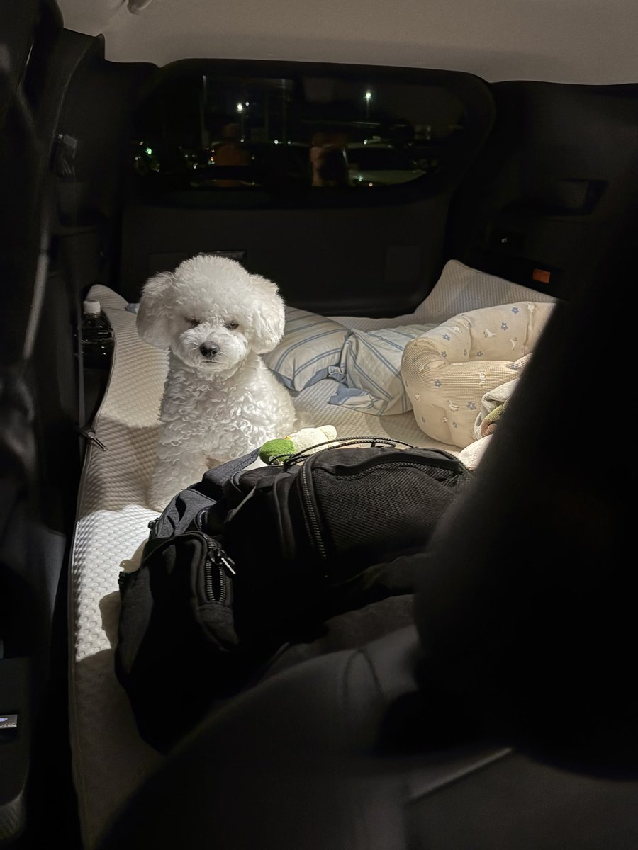 apo_ro0923's tweet photo. お寝ぼけ𝒅𝒐𝒈 🐶𝑩𝒊𝒈 𝑳𝒐𝒗𝒆____😴 https://t.co/i9mWay72nq
