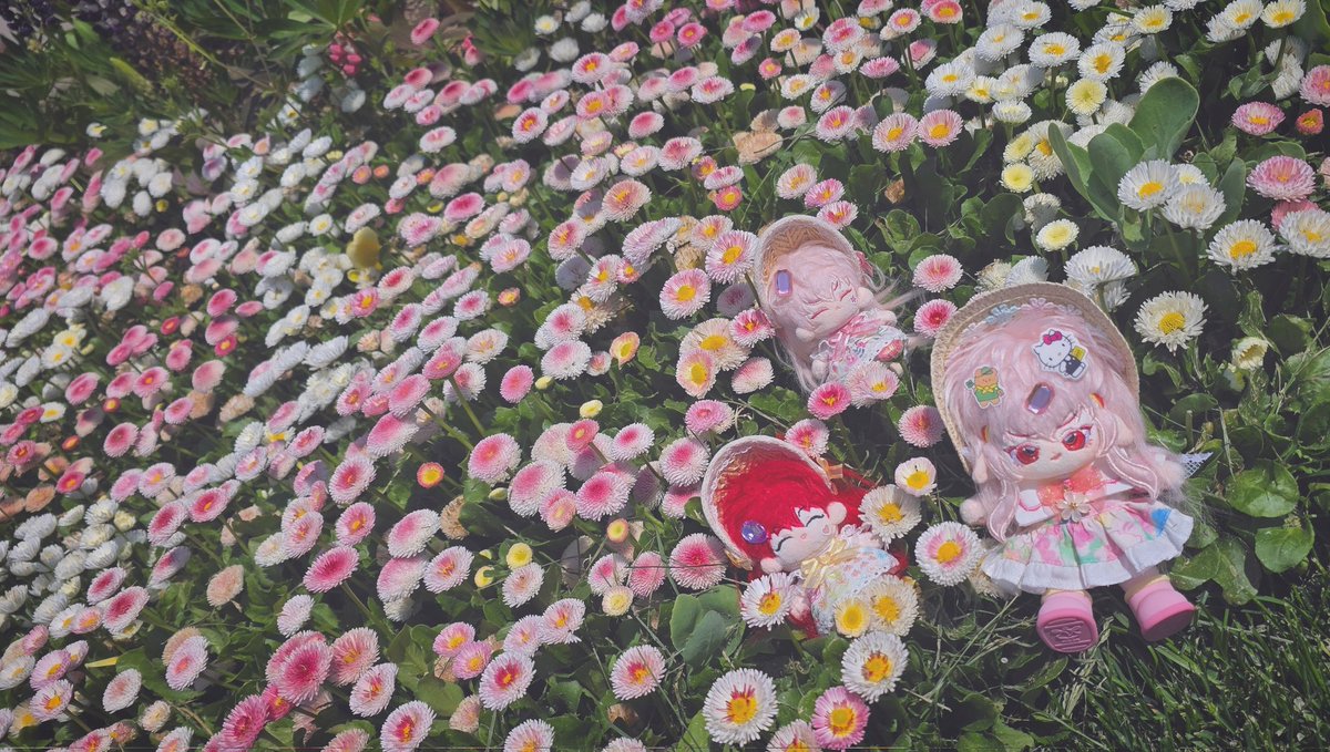 셸로💫 tweet media