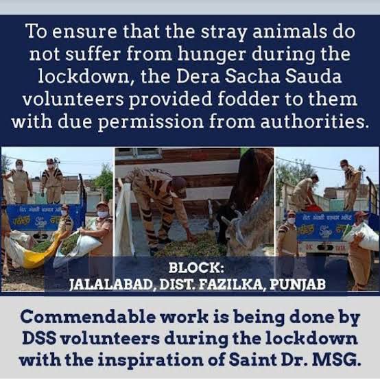 Kindness toward animals makes the world beautiful. They also feel emotions like us. Give them food, water, shelter, and protect them from harm. #AnimalWelfare Saint Gurmeet Ram Rahim Ji inspires humanity always
