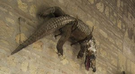 SarahBlick3's tweet photo. More taxidermied crocodile in medieval churches. As far as I can tell, they are all from continental Europe (Spain, Italy, France, etc.). All were considered to be dragons. https://t.co/mqVUSV0ISY