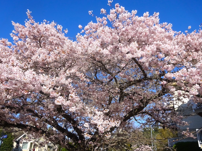 111publishing's tweet photo. Canada
Victoria, the Garden City on Vancouver Island
https://t.co/fYX9pzeG50
#Canada #VancouverIsland #Victoria #SpringBlossoms #CherryTrees
. https://t.co/V1Iay1kYRB