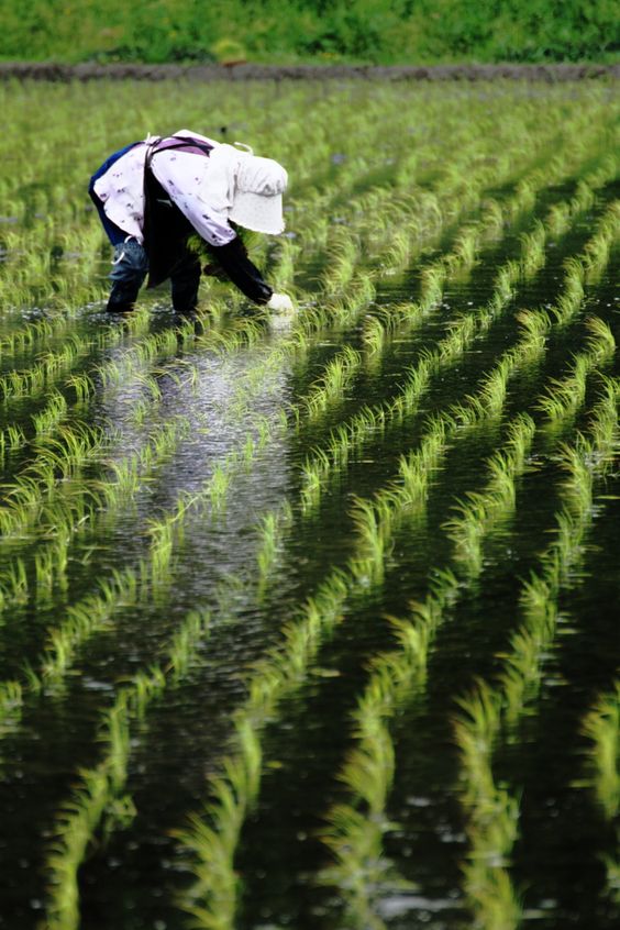 ライスセンター金子 tweet media