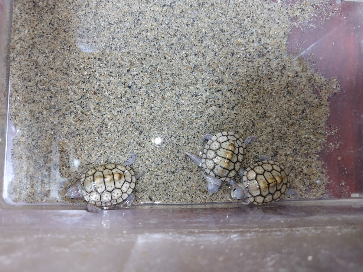 Ｊ・アシスト tweet media