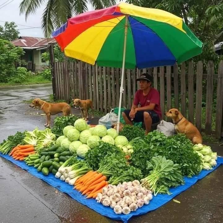 Sabueson's tweet photo. Nos comparten esta bella imágen
sus perritos lo acompañan a vender. https://t.co/zNHehYGqVU