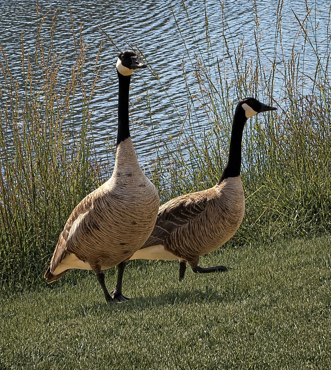 Sandy Welch tweet media