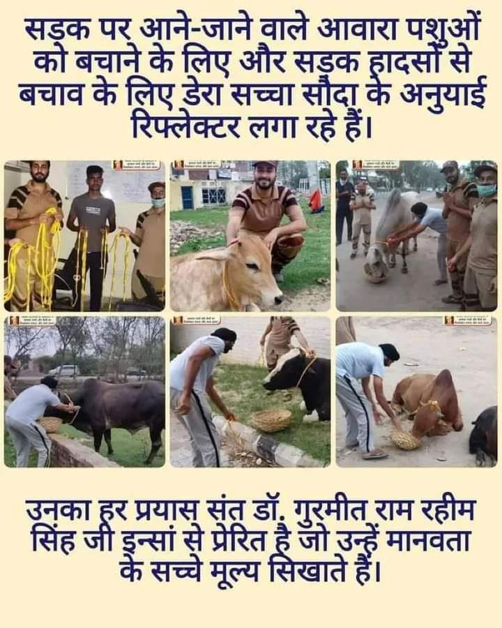 DeepakArora83's tweet image. सड़क पर आने-जाने वाले आवारा पशुओं को बचाने के लिए Saint Gurmeet Ram Rahim Ji द्वारा शुरू किए गए #AnimalWelfare अभियान के तहत, डेरा सच्चा सौदा के अनुयायी, इन पशुओं पर रिफ्लेक्टर बेल्ट लगा रहे हैं, ताकि उन्हें रात में आसानी से देखा जा सके।