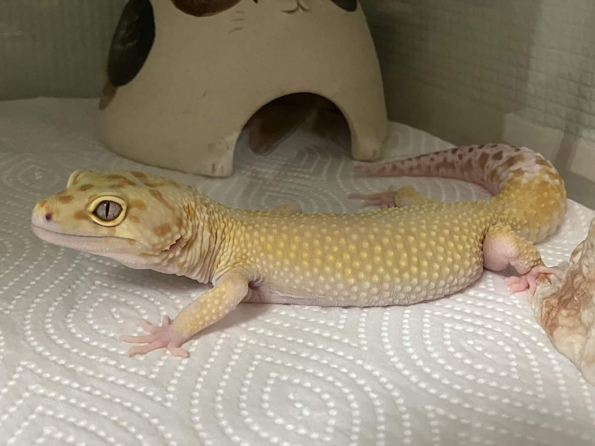 めぐー tweet media