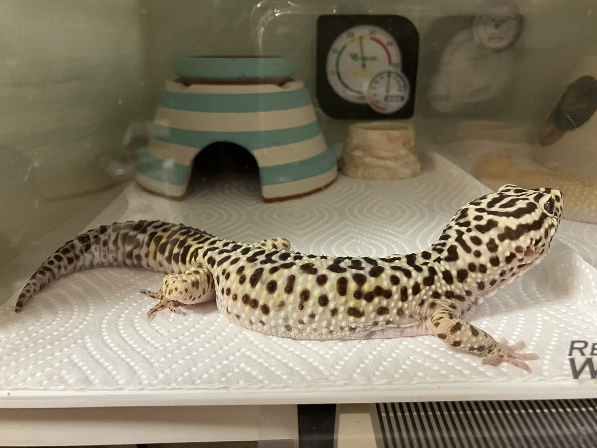 めぐー tweet media