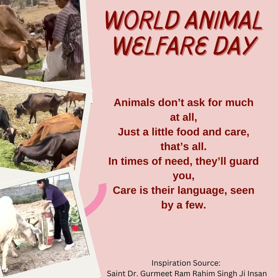 Every living being is like a human being; it cannot speak but understands all our feelings. Under the #AnimalWelfare initiative started by Saint Gurmeet Ram Rahim Ji, we should help every living being. We should provide food and water for them. This is our duty.
