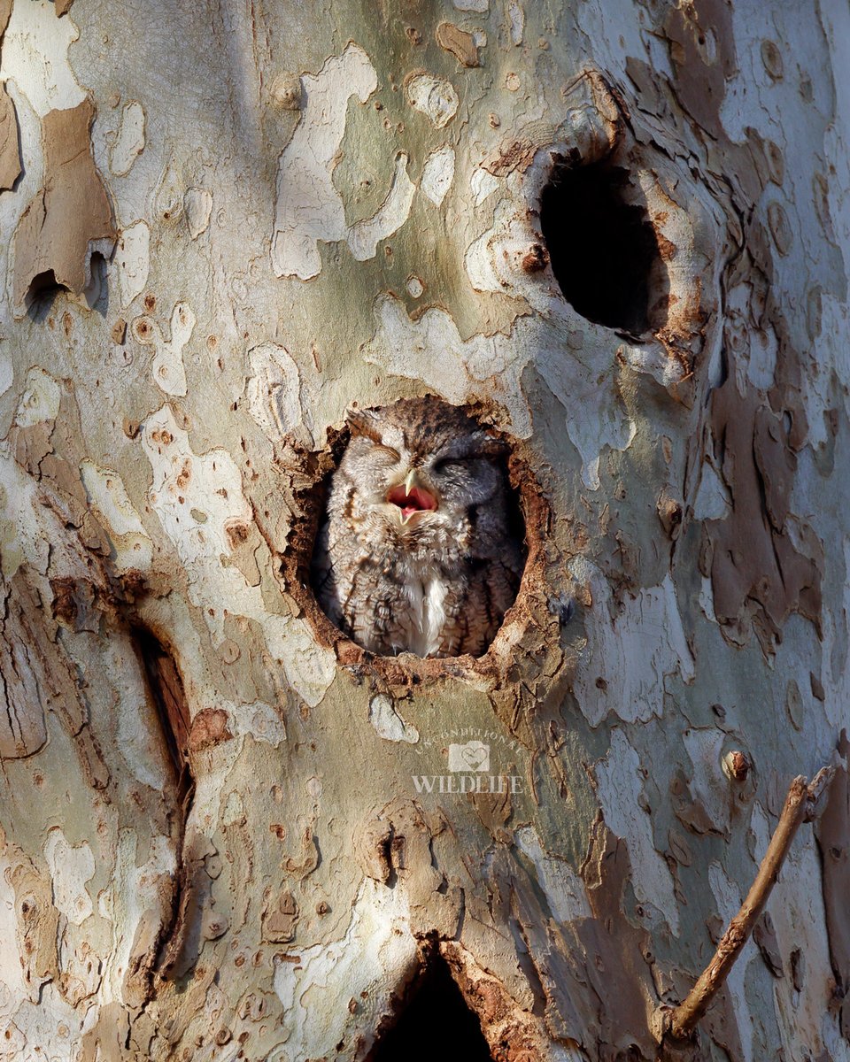 Unconditional Wildlife tweet media