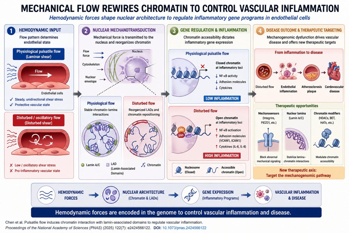 A key 2025 vascular biology shift:
mechanical force is not just a trigger — it rewires chromatin to control inflammation.

In endothelial cells, pulsatile blood flow dynamically reshapes genome architecture through interactions with lamin-associated domains (LADs), altering