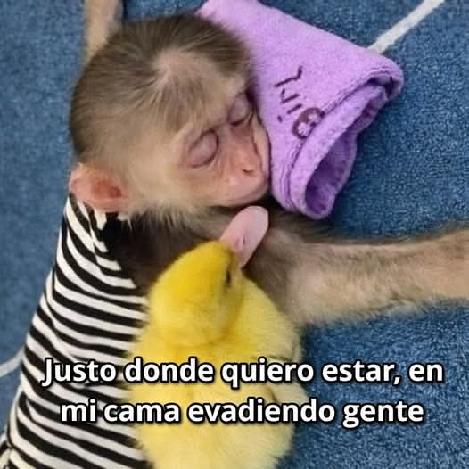 bulletproof heart🍟 tweet media