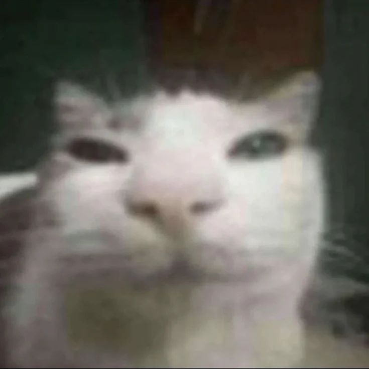 Punch Cat tweet media