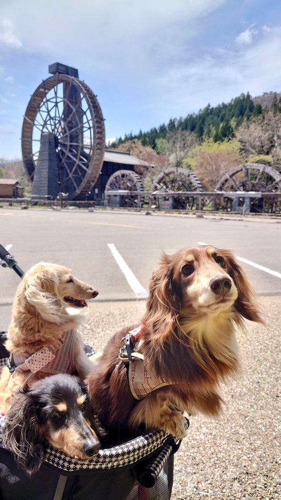 マリー＆チョコ＆メリー🐶🐶🐶　保護犬三姉妹 tweet media