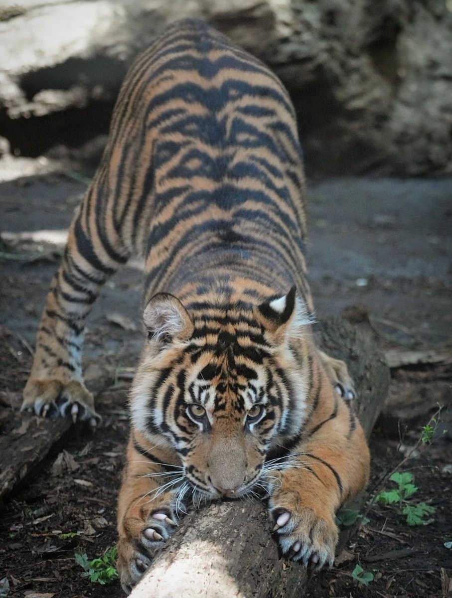 run.swim.shingo tweet media