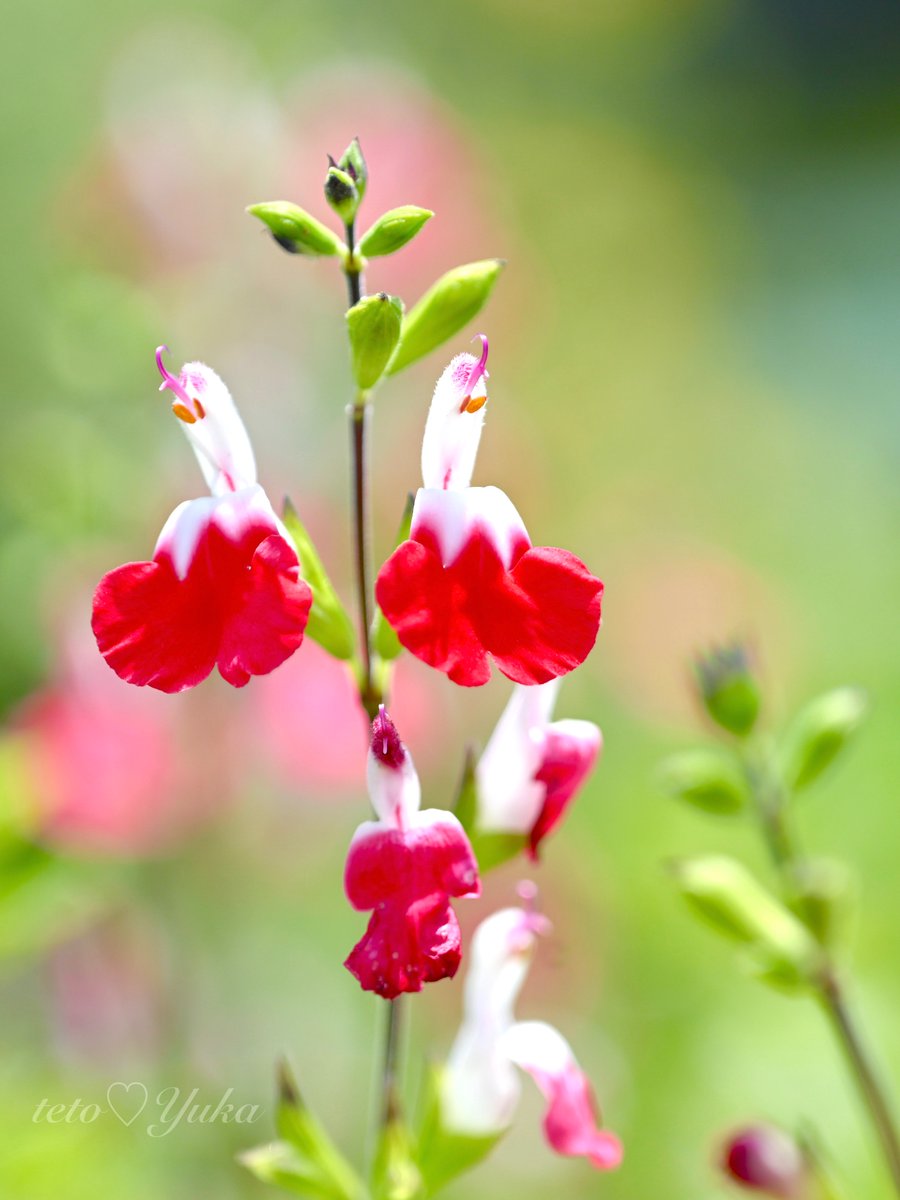 naushika_1996's tweet image. 〜テトの花頼り〜

鎌倉の春☘️ハーブ花壇から
チェリーセージの可愛い花が
咲き始めました

唇に似てるところから
ホットリップス💋が命名ね！

細い花の中へ🐞入ると
オシベが動いてたっぷり花粉🟡を
付ける仕組みです

お天気☔️グズってるケド
今週も元気にいきましょう♪

#FlowerPhotography