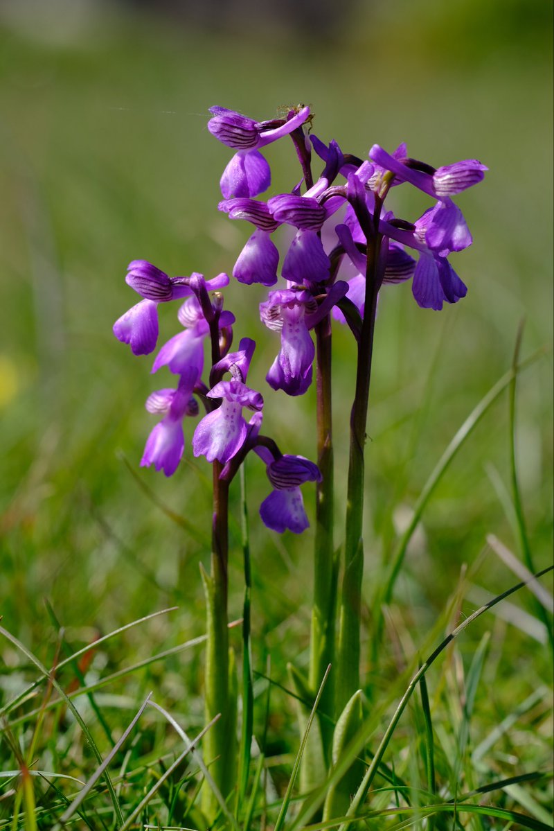 Fiddleizer's tweet image. I can’t stop posting these little beauties. Green Winged Orchid. Sussex. #wildflowerhour @SussexWildlife
