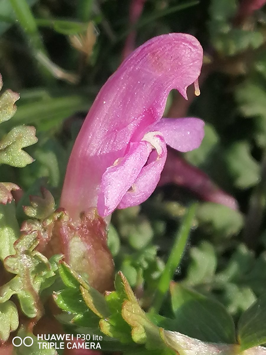 ray_rambling's tweet image. Thrilled to find Cors Goch NNR Lousewort Pedicularis sylvatica, which grows on Wetland margin edges, and less common Marsh Lousewort Pedicularis palustris grows to 60cm. Sometimes called Red Rattle as pod seeds shake like Yellow Rattle @BSBIbotany @wildflower_hour #wildflowerhour