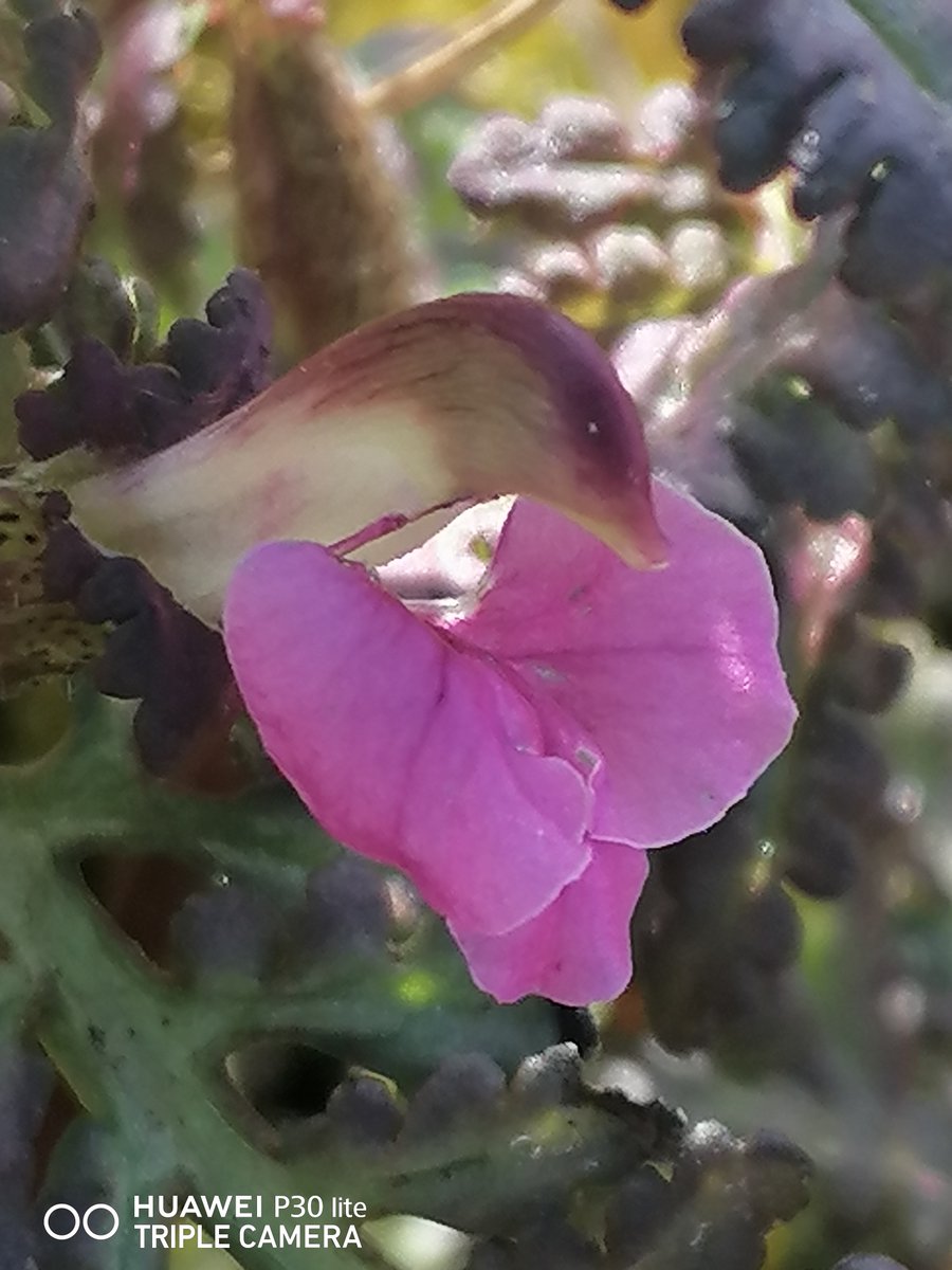 ray_rambling's tweet image. Thrilled to find Cors Goch NNR Lousewort Pedicularis sylvatica, which grows on Wetland margin edges, and less common Marsh Lousewort Pedicularis palustris grows to 60cm. Sometimes called Red Rattle as pod seeds shake like Yellow Rattle @BSBIbotany @wildflower_hour #wildflowerhour